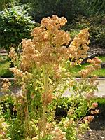 Quinoa - Quinua Temuco (1) (Photo F. Mrugala)